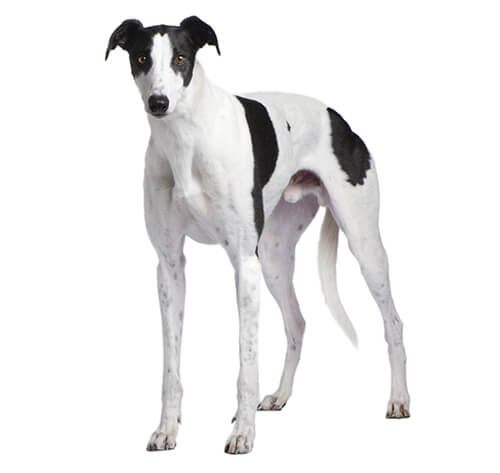 Greyhound Dog Breed Information | Purina